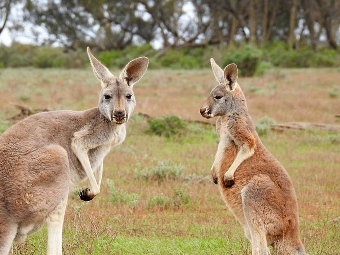 Red kangaroos near Uluru